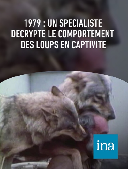 INA - 1979 : un spécialiste décrypte le comportement des loups en captivité
