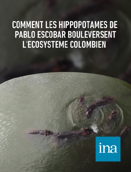 INA - Comment les hippopotames de Pablo Escobar bouleversent l'écosystème colombien