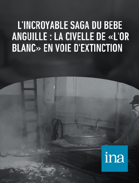 INA - L'incroyable saga du bébé anguille : la civelle de «l'or blanc» en voie d'extinction