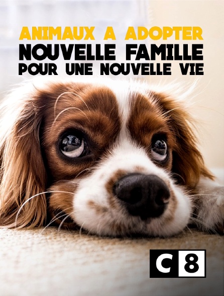 Animaux à Adopter Nouvelle Famille Pour Une Nouvelle Vie