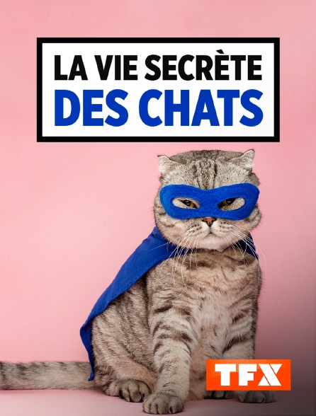 La Vie Secrète Des Chats En Streaming Sur Tfx Molotov Tv