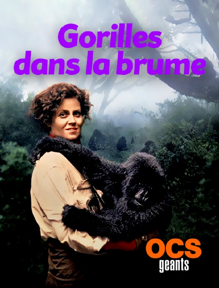 gorille dans la brume gratuitement