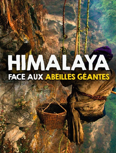 Himalaya - Face aux abeilles géantes Jpg