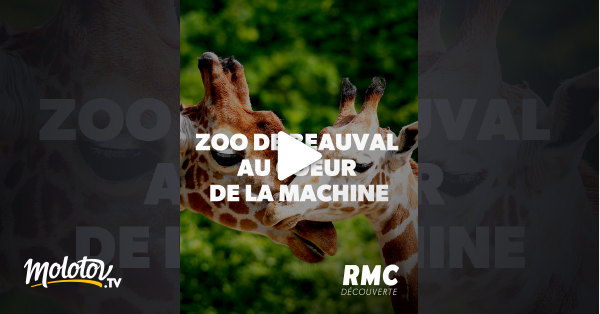 2020 Zoo De Beauval : Au Coeur De La Machine