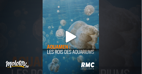 Aquamen Les As Des Aquariums Streaming Aquamen : les rois des aquariums en Streaming - Molotov.tv