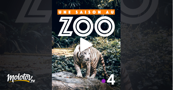 Une Saison Au Zoo En Streaming Replay Sur France 4 Molotov Tv