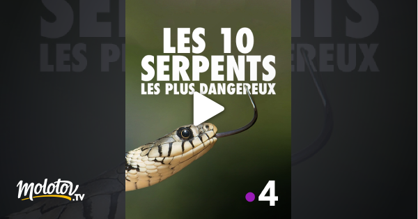Le Serpent En Streaming Les 10 serpents les plus dangereux en Streaming - Molotov.tv