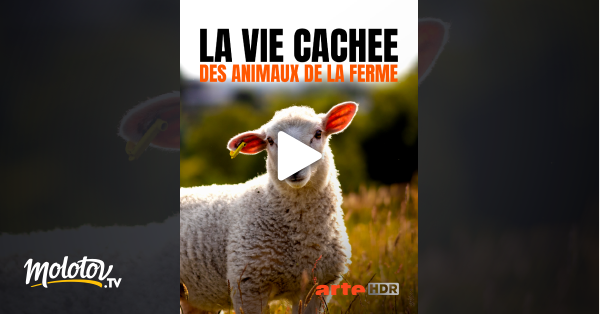 La Vie Privée Des Animaux Streaming La vie cachée des animaux de la ferme en Streaming - Molotov.tv