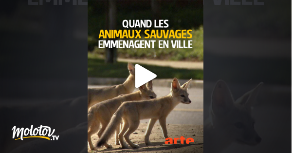 Quand Les Animaux Sauvages Emménagent En Ville En Streaming