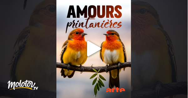 Amours Printani Res S Duction Et Reproduction Chez Les Animaux En Streaming Gratuit Sur Arte