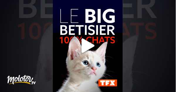 Le Big Betisier 100 Chats En Streaming Molotov Tv