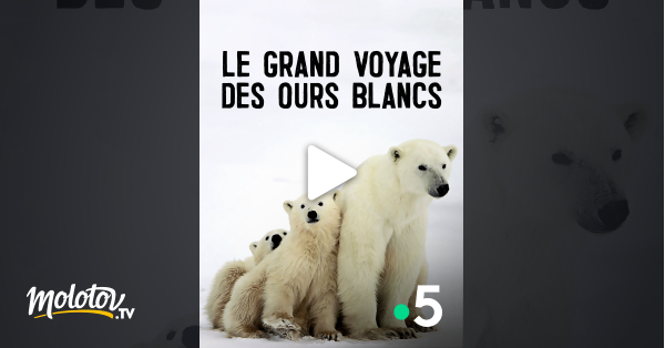 Le Grand Voyage Streaming Le grand voyage des ours blancs en Streaming - Molotov.tv