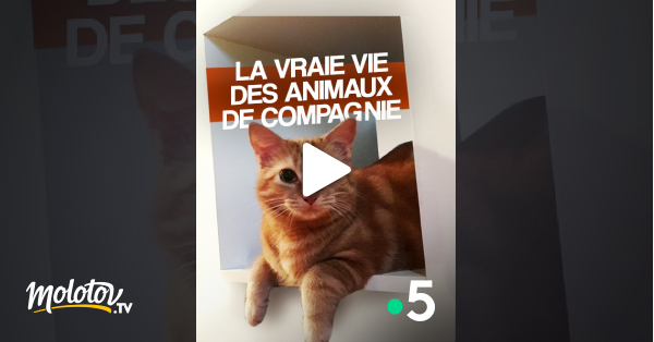 La Vie Privée Des Animaux Streaming La vraie vie des animaux de compagnie en Streaming - Molotov.tv