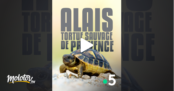 Alaïs, tortue sauvage de Provence : trois bonnes raisons de (re)voir ce  documentaire sur les tortues des Maures