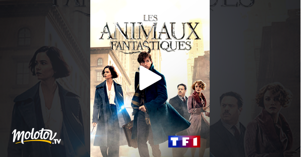 Les animaux fantastiques en Streaming - Molotov.tv