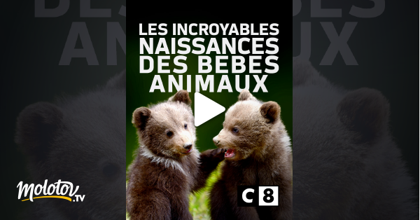 Les Incroyables Naissances Des Bébés Animaux En Streaming