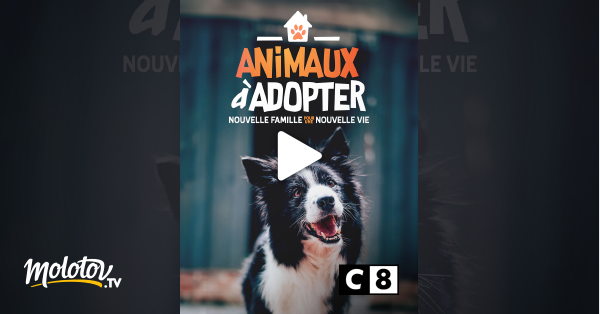 Animaux à Adopter Nouvelle Famille Pour Une Nouvelle Vie Streaming Animaux à adopter : nouvelle famille pour une nouvelle vie en Streaming