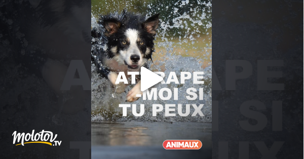 Attrape Moi Si Tu Peux Streaming Attrape-moi si tu peux en Streaming - Molotov.tv
