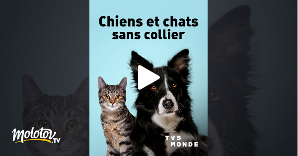 Chiens Et Chats Sans Collier En Streaming Molotovtv