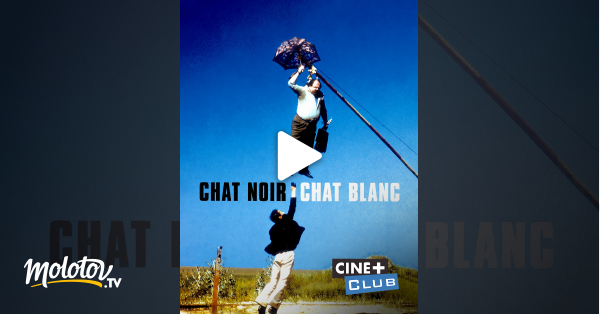 Chat Noir Chat Blanc En Streaming Molotovtv