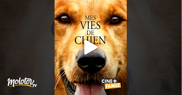 Mes Vies De Chien En Streaming Molotov Tv